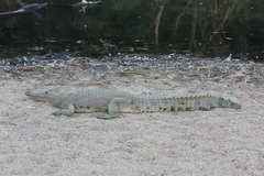 Crocodylus johnstoni