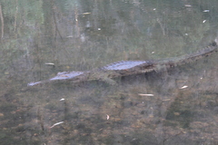 Crocodylus johnstoni