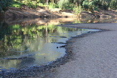 Crocodylus johnstoni