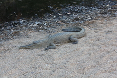 Crocodylus johnstoni