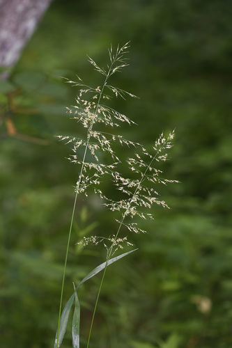 Siberian oatgrass (Trisetum sibiricum)