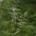 Sibirotrisetum sibiricum - Photo (c) V.S. Volkotrub, μερικά δικαιώματα διατηρούνται (CC BY-NC), uploaded by V.S. Volkotrub