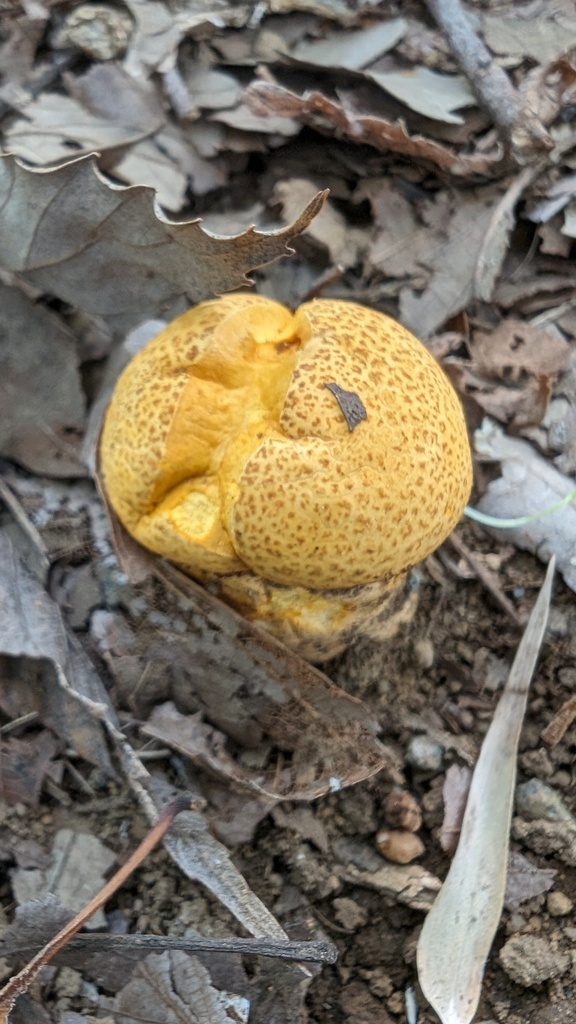 Calvatia rugosa · November 2023 · photo: © atsushi_nakajima_cirque (iNaturalist, cc-by)