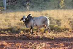 Bos indicus × taurus