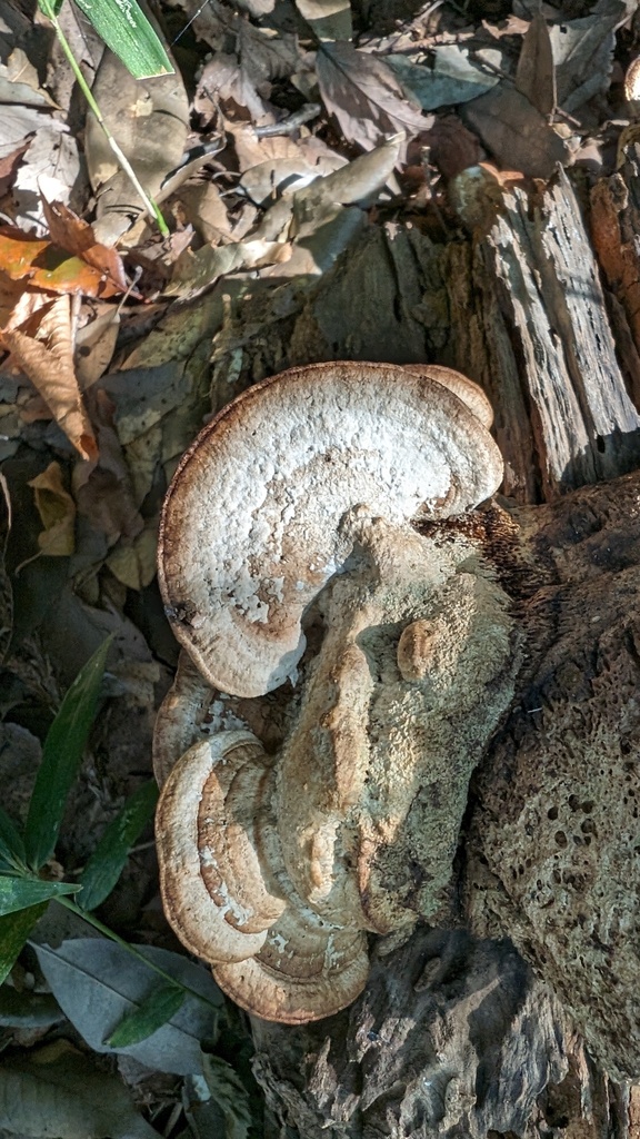 Fomitopsis dickinsii · November 2023 · photo: © atsushi_nakajima_cirque (iNaturalist, cc-by)