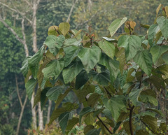 Mallotus paniculatus