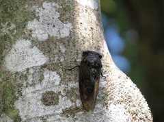 Cryptotympana mandarina