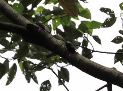 Cryptotympana mandarina