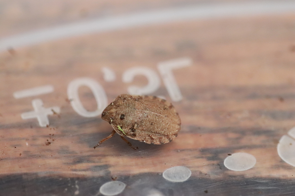 Eurygaster dilaticollis