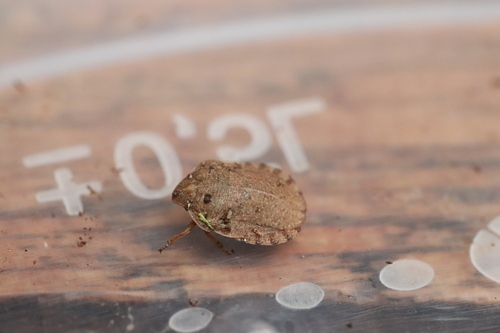 Eurygaster dilaticollis