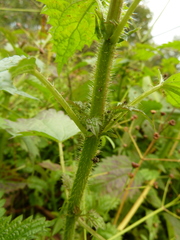 Urtica kioviensis