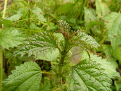 Urtica kioviensis