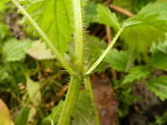 Urtica kioviensis