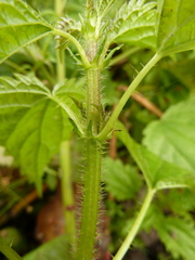 Urtica kioviensis