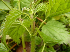 Urtica kioviensis