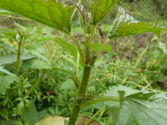 Urtica kioviensis