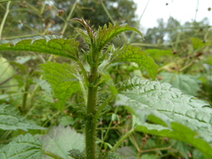 Urtica kioviensis