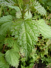 Urtica kioviensis