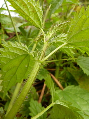 Urtica kioviensis