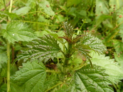 Urtica kioviensis