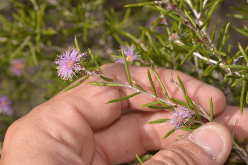 Melaleuca pentagona observed 2023-10-18
