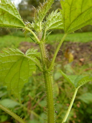 Urtica kioviensis