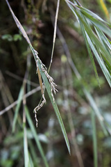 Earina mucronata