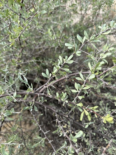 Silvery Wolfberry