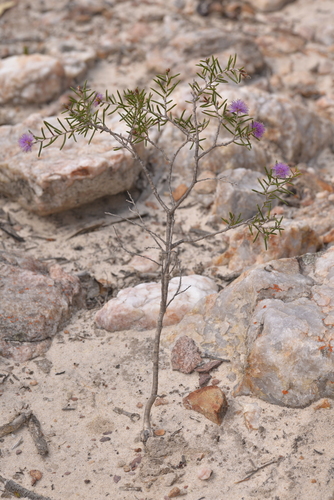 Melaleuca pentagona observed 2023-10-18