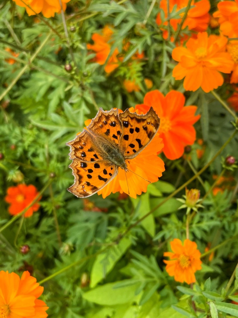 Polygonia caureum caureum from Hitachi Seaside Park, Hitachinaka