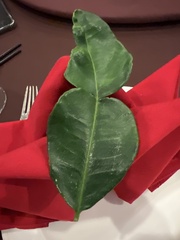 Le Combava (Citrus hystrix)