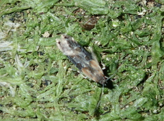 Circoxena ditrocha