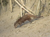 West African Marsh Mongoose - Photo (c) Antonio Xeira, some rights reserved (CC BY-NC), uploaded by Antonio Xeira