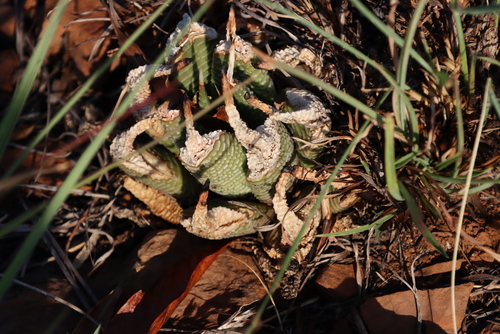 Haworthiopsis limifolia