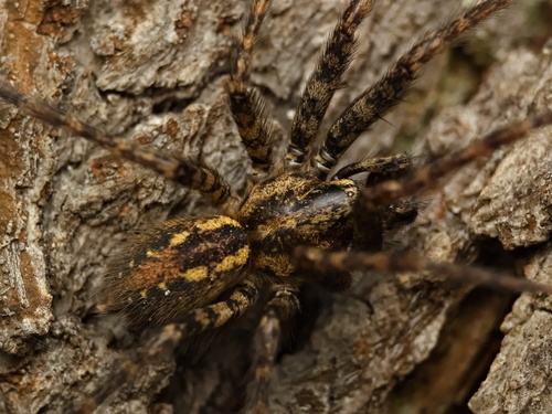 Charcoal Spider