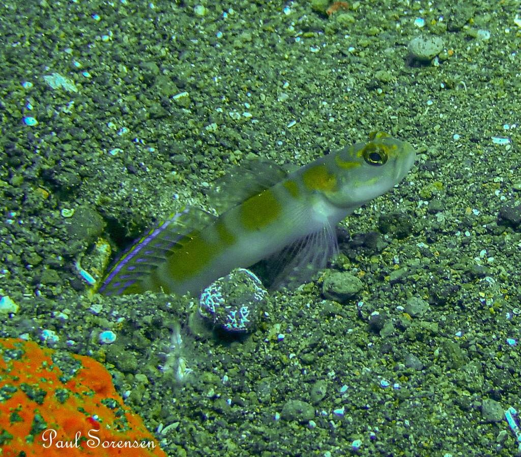 Flagtail shrimpgoby (Amblyeleotris yanoi) — Gobiidae