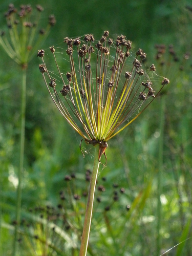 Flowering-rush