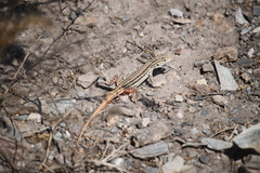 Acanthodactylus erythrurus