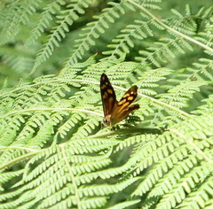 Heteronympha penelope