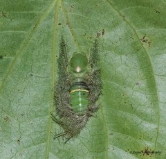 Adoliadini