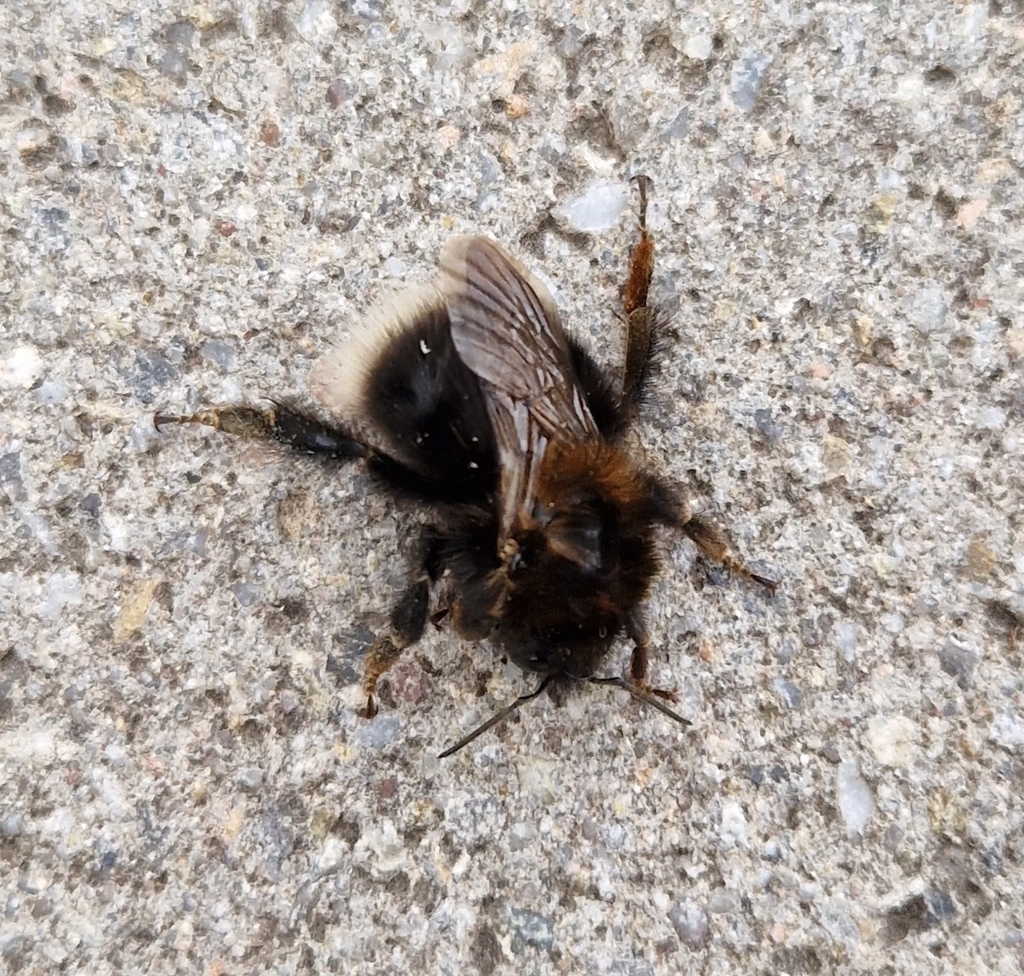 tree-bumble-bee-from-79219-staufen-im-breisgau-deutschland-on-november