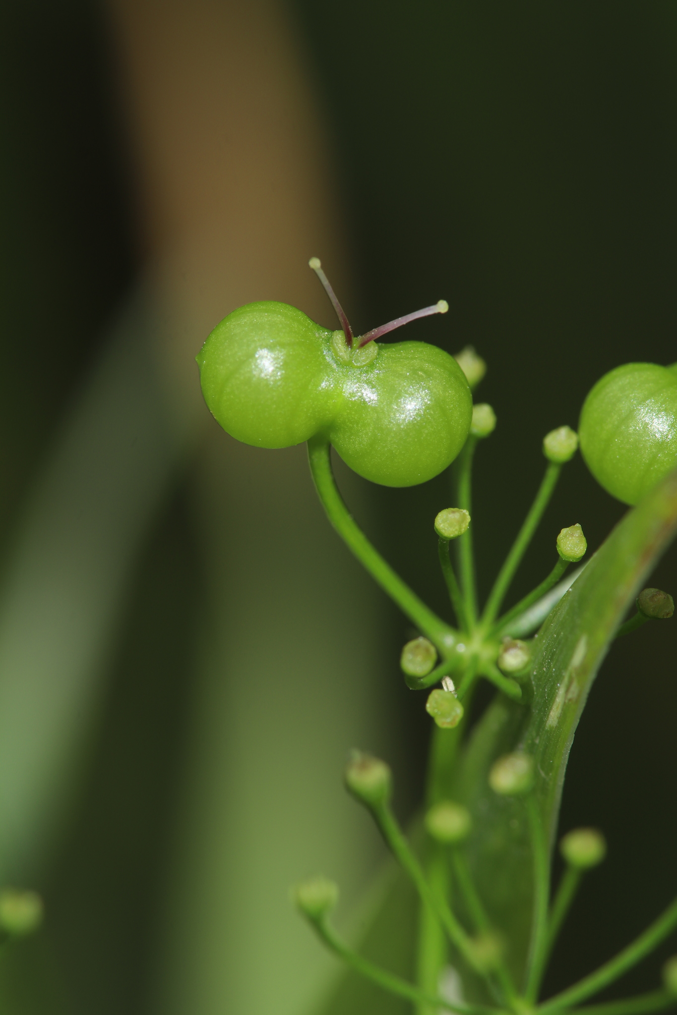 Bifora radians