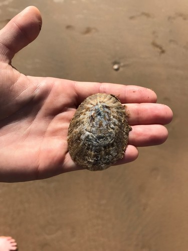 Cymbula safiana