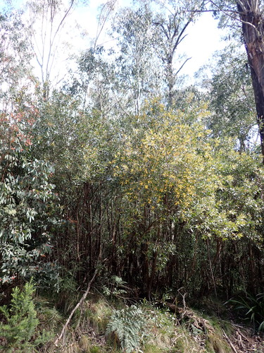 Image of Daviesia laxiflora by (c) Nina Kerr, some rights reserved (CC BY)