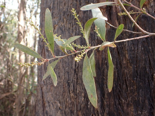 Image of Daviesia laxiflora by (c) Nina Kerr, some rights reserved (CC BY)