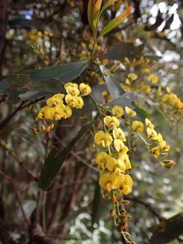 Image of Daviesia laxiflora by (c) Nina Kerr, some rights reserved (CC BY)