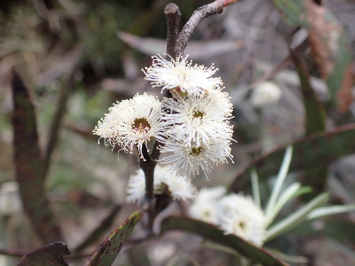 Image of Eucalyptus kybeanensis by (c) Nina Kerr, some rights reserved (CC BY)