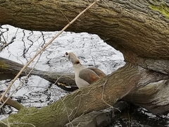 Alopochen aegyptiaca