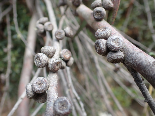 Image of Eucalyptus kybeanensis by (c) Nina Kerr, some rights reserved (CC BY)
