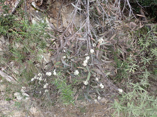 Image of Kybean Mallee Ash by (c) Nina Kerr, some rights reserved (CC BY)